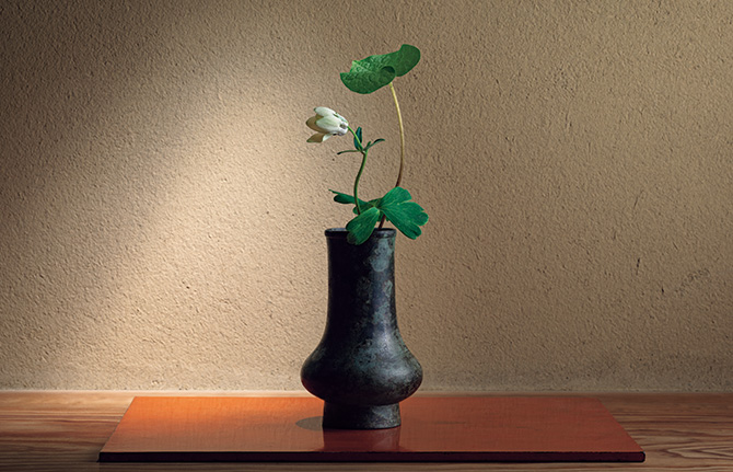 6月の花 紅花山芍薬「幻の花に思いを馳せて」戸田博さん連載・季節の茶花