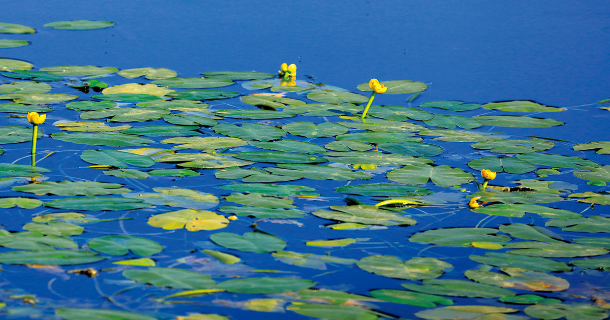 main_c908879296d381b8015032ab7