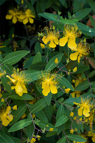 ギィ・ベガン ヒナゲシの香り キンシバイの名でもおなじみ、梅雨どきに咲く黄色の花