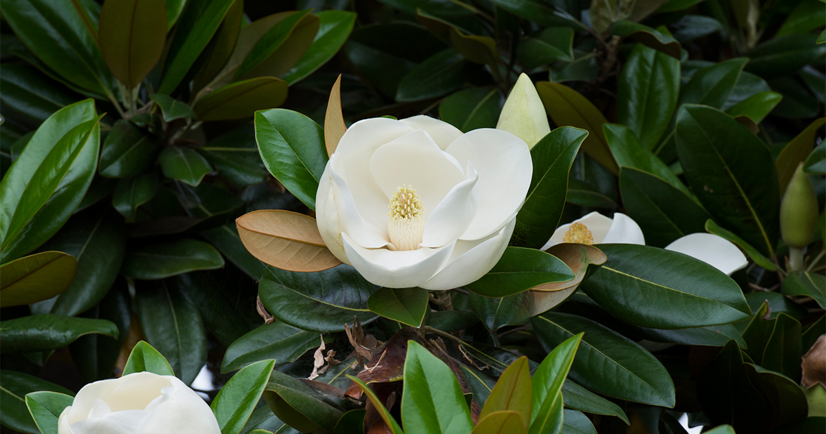 純白の大輪花、甘く優雅な香り…今が見頃の「タイサンボク」にうっとり！