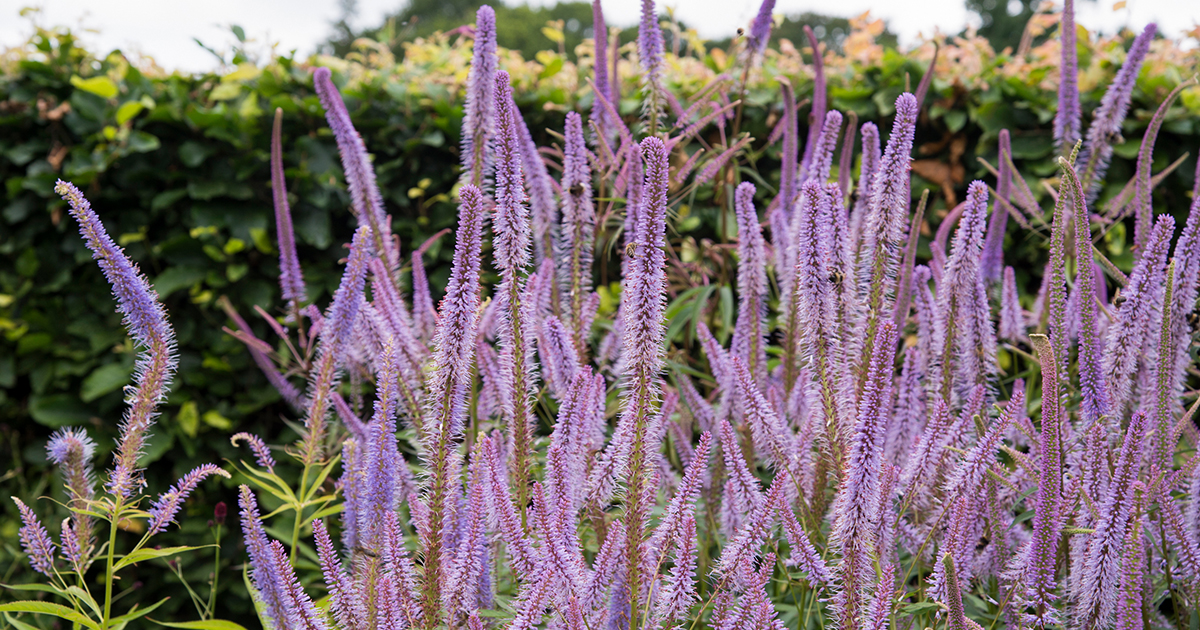 ラベンダー色の花が涼しげな「ベロニカストラム」。日本固有種の 