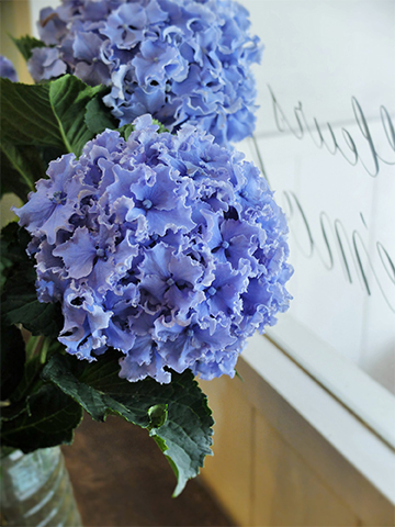 アジサイ3点おまとめ アジサイ3点おまとめ アジサイ3点おまとめ アジサイ | 商品一覧