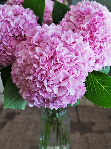 梅雨の時期は、フレッシュな「アジサイ」の切り花をおうちに