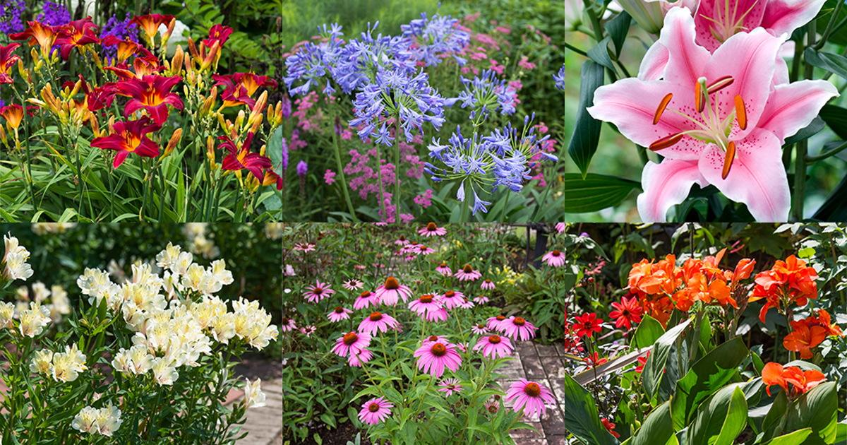 Dejavu・花苗・珍しい初夏咲き・大輪・マーガレット・宿根草