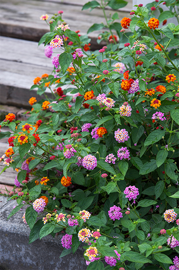 農山漁村文化協会 花・庭木病害虫大百科 7 Book 花・庭木病害虫大百科