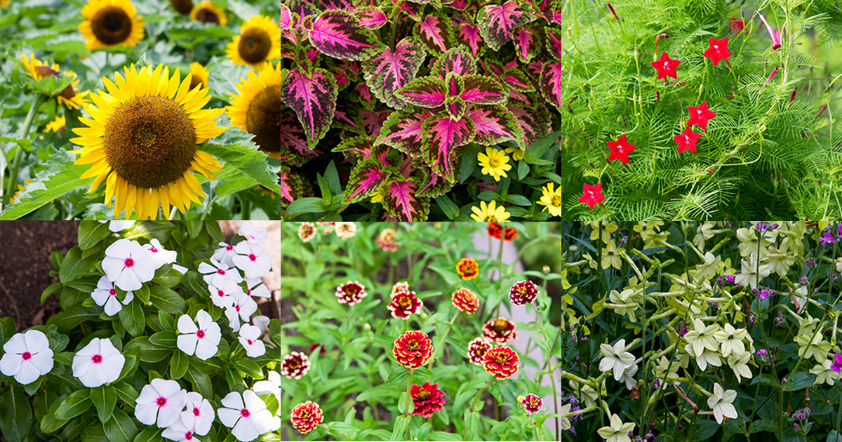 草花 main_aad6febe1ec7144499ec45879