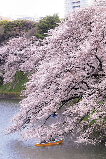 今年も開花が待ち遠しい！ 千鳥ヶ淵の桜 見どころエリアをご紹介