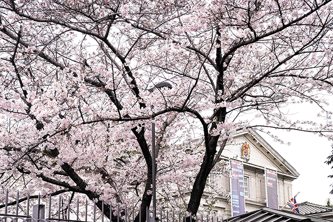 今年も開花が待ち遠しい！ 千鳥ヶ淵の桜 見どころエリアをご紹介