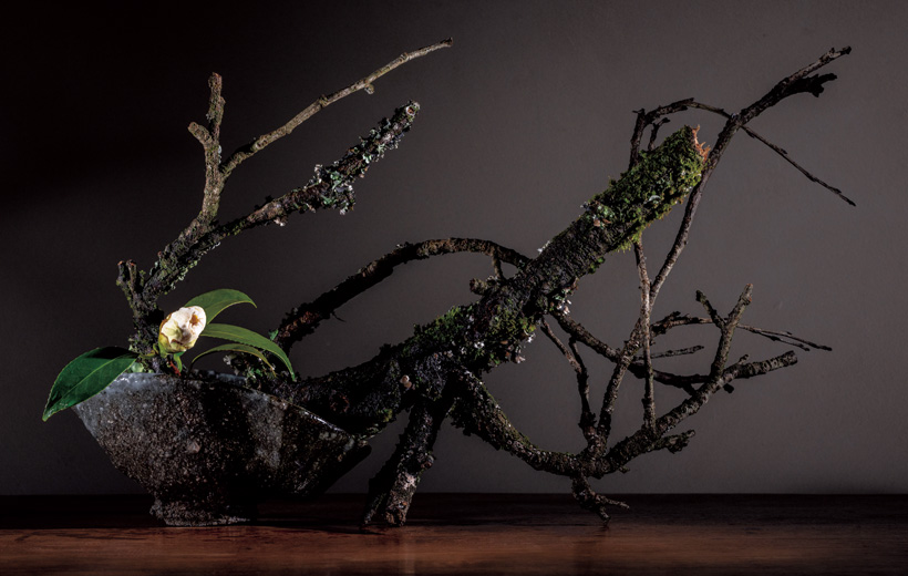 2月の花 西王母椿「代替わりの茶事」戸田博さん連載・季節の茶花