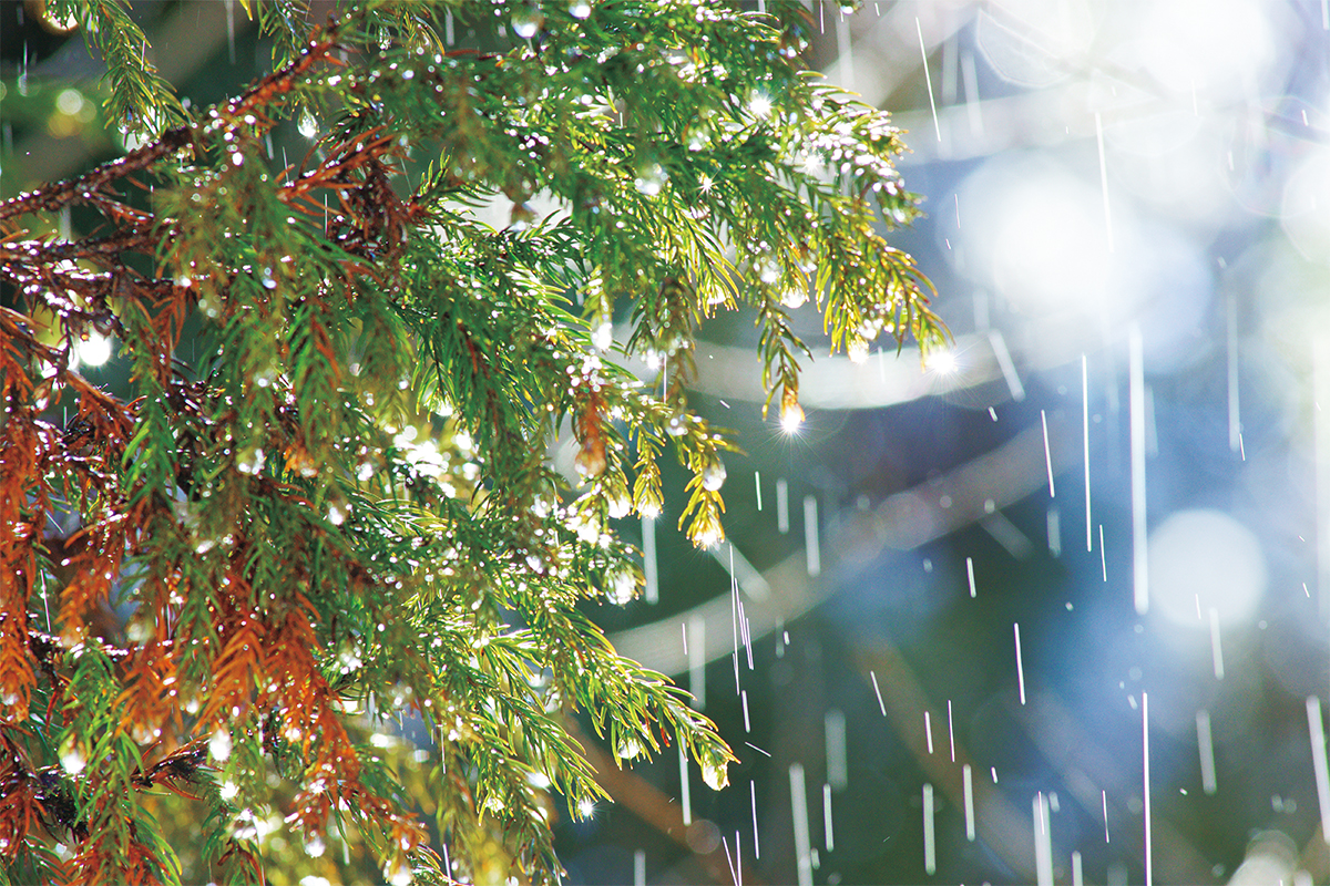 雪解雨(ゆきげあめ)とはどんな雨? 矢部太郎さん連載「雨のことば」2月 | 家庭画報.com|“素敵な人”のディレクトリ