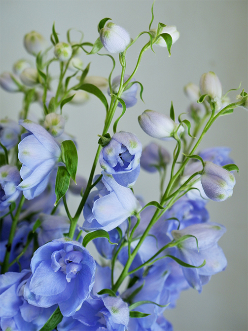 お目見えするのはこの時期だけ。“もこもこ”の淡いブルーが美しい