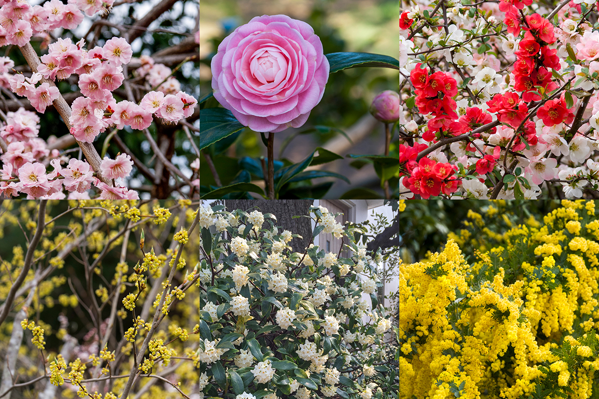 2月の庭で咲く、ガーデニングにおすすめの「花木」11選 | 家庭画