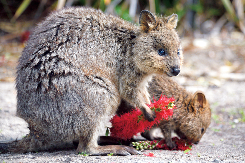 西オーストラリアの旅。世界一幸せな動物“クオッカ”が迎えるロット