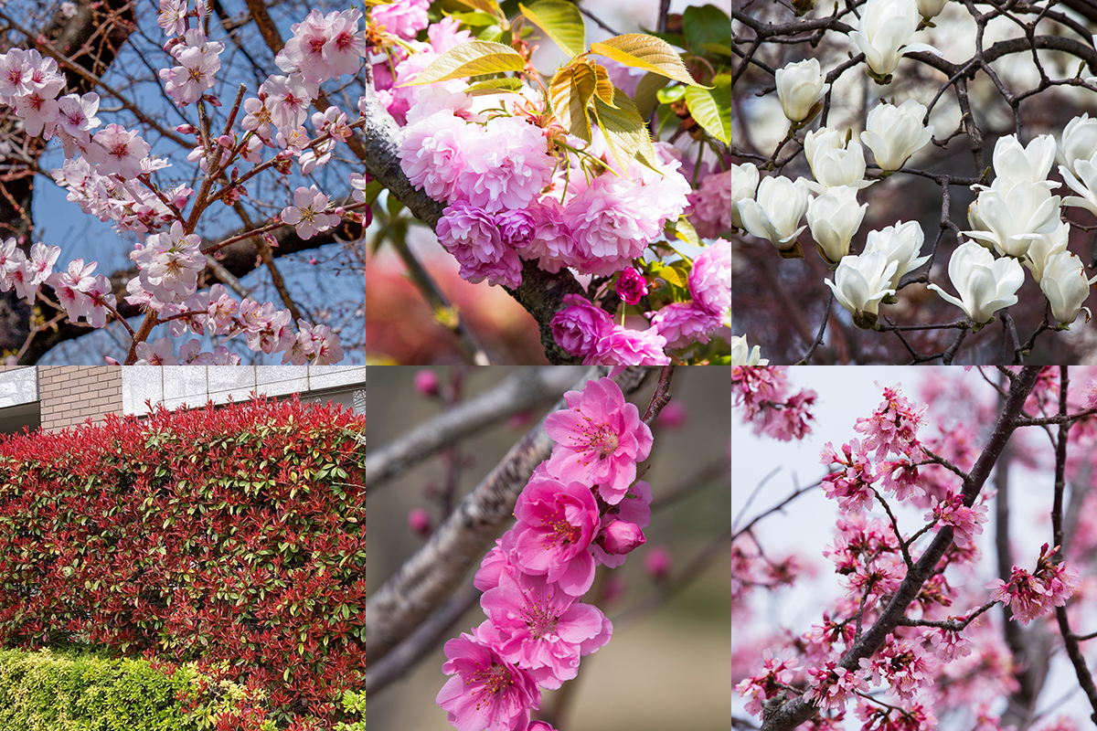 木花 N様専用ページ EMU スマホケース iPhoneケース 12 N様専用ページ