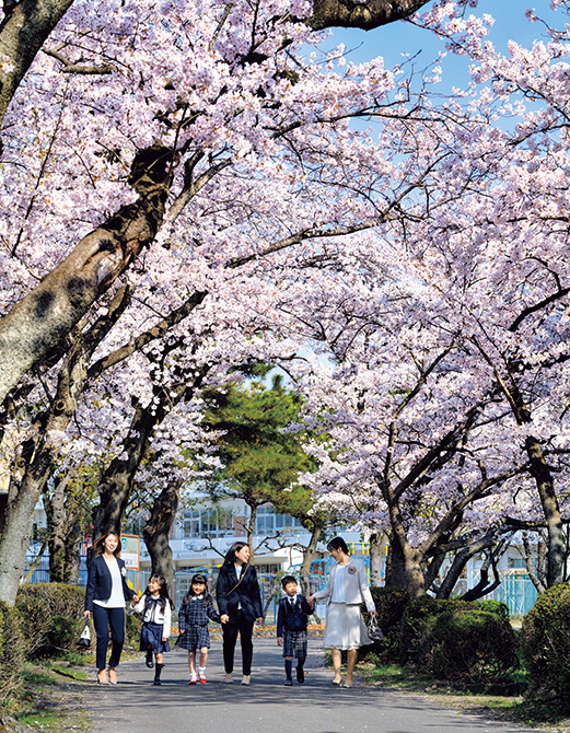 小学校の桜】入学式、桜のトンネルの向こうに。仙台市立遠見塚小学校