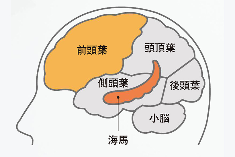 生活に取り入れやすい「脳が喜ぶ5つの習慣」。認知力をしっかり保つ
