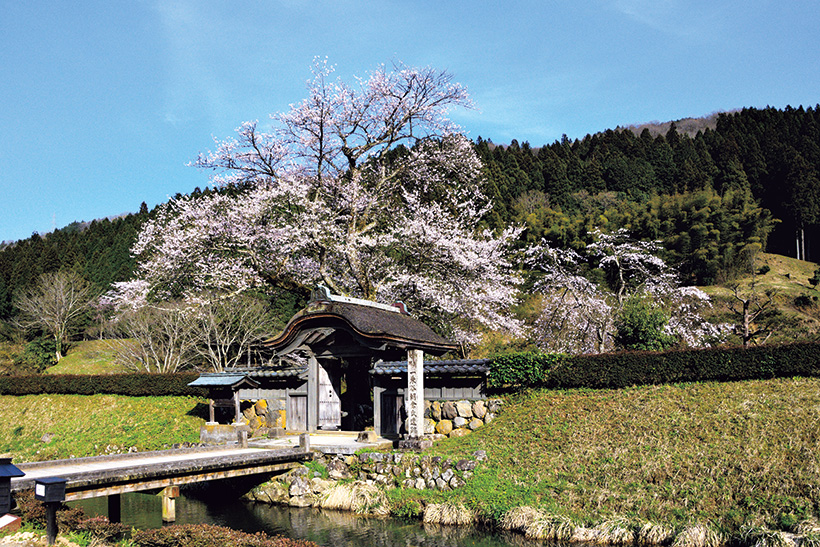 魅力の さやま桜様 （彩いろまち研究所 | . 川越からの地域限定旅行業で ミニカー