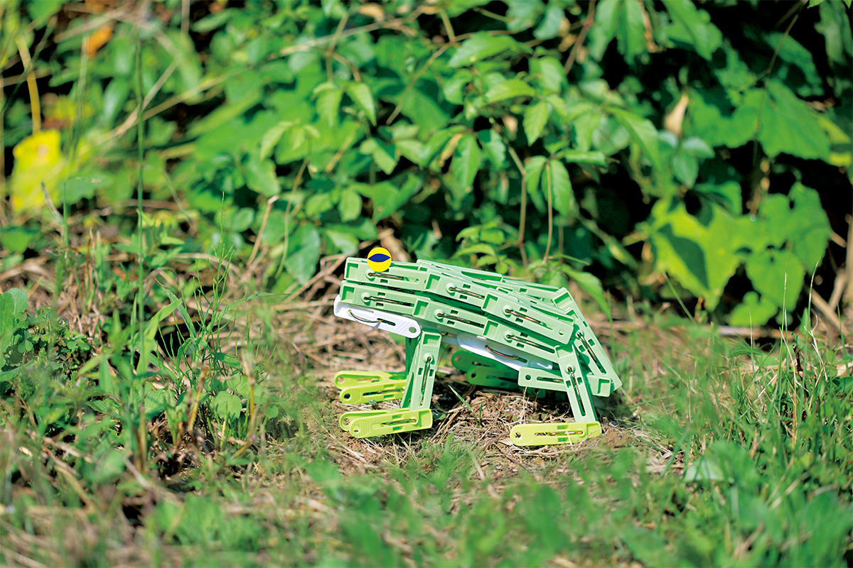 七十二候「蛙始鳴」とは？愛嬌があって可愛らしい大きめのカエル【季節