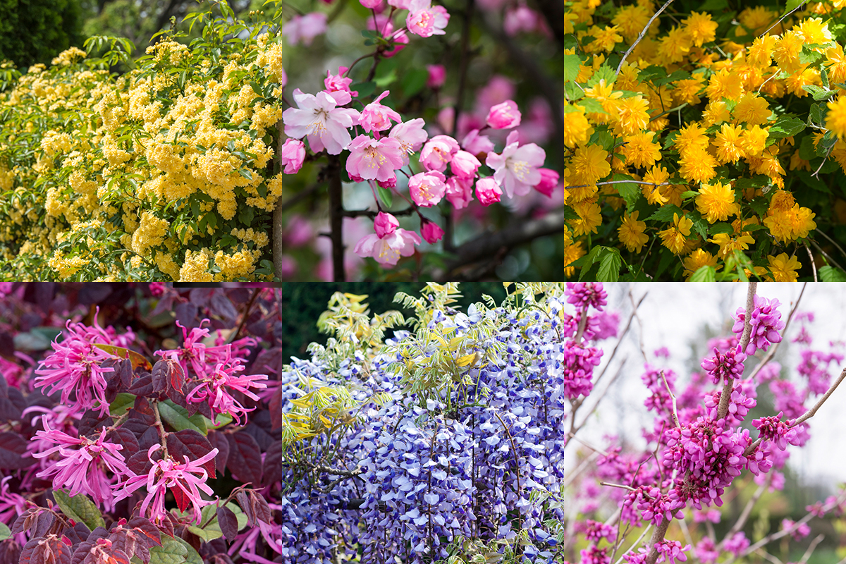4月の庭で咲く、ガーデニングにおすすめの「花木」11選 | 家庭画報.com