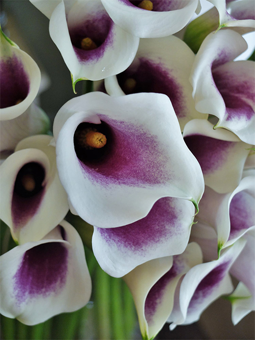 時代を超えて人気の花「カラー」。洗練された美しさのブーケ