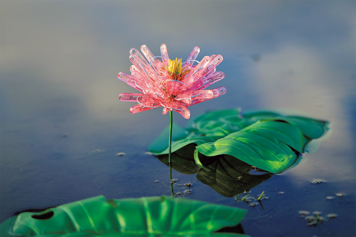 今日から4日間は、七十二候「蓮始開」。早朝に、一瞬で開花する“蓮”を
