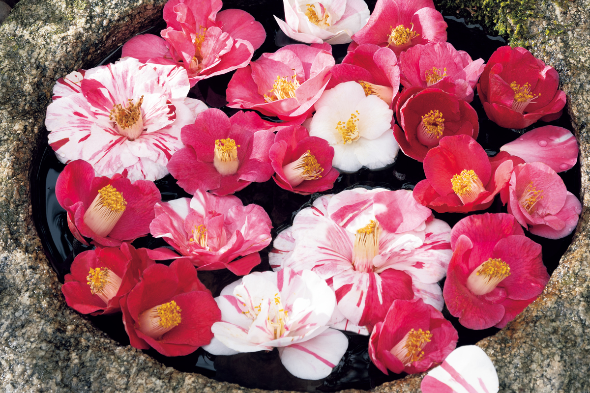 奈良三名椿として名高い樹齢およそ450年を誇る「五色椿」 | 家庭画報