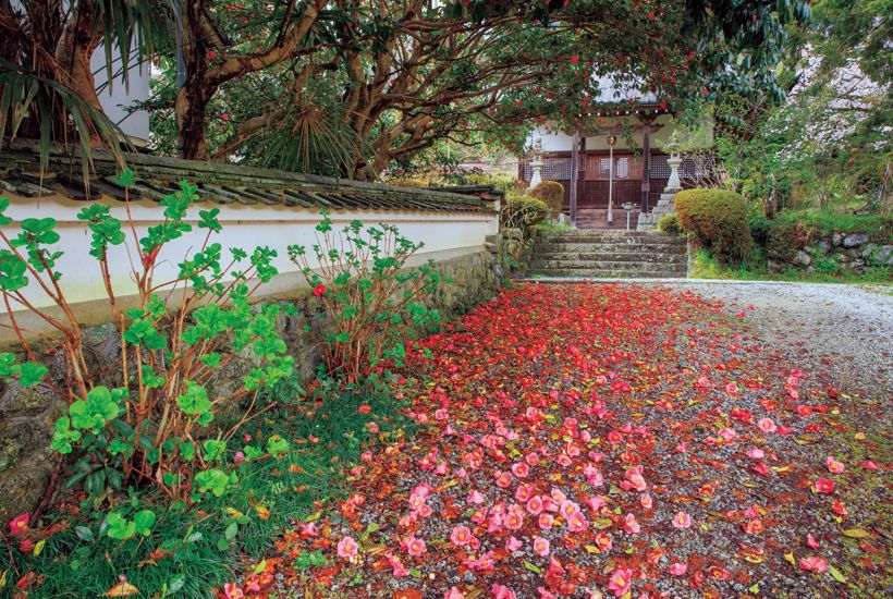 境内には椿のほかに桜、紫陽花、蓮など四季折々の多様な茶花が咲く。椿の開花時期は4月上旬から下旬。写真／エムオーフォトス〈アフロ〉