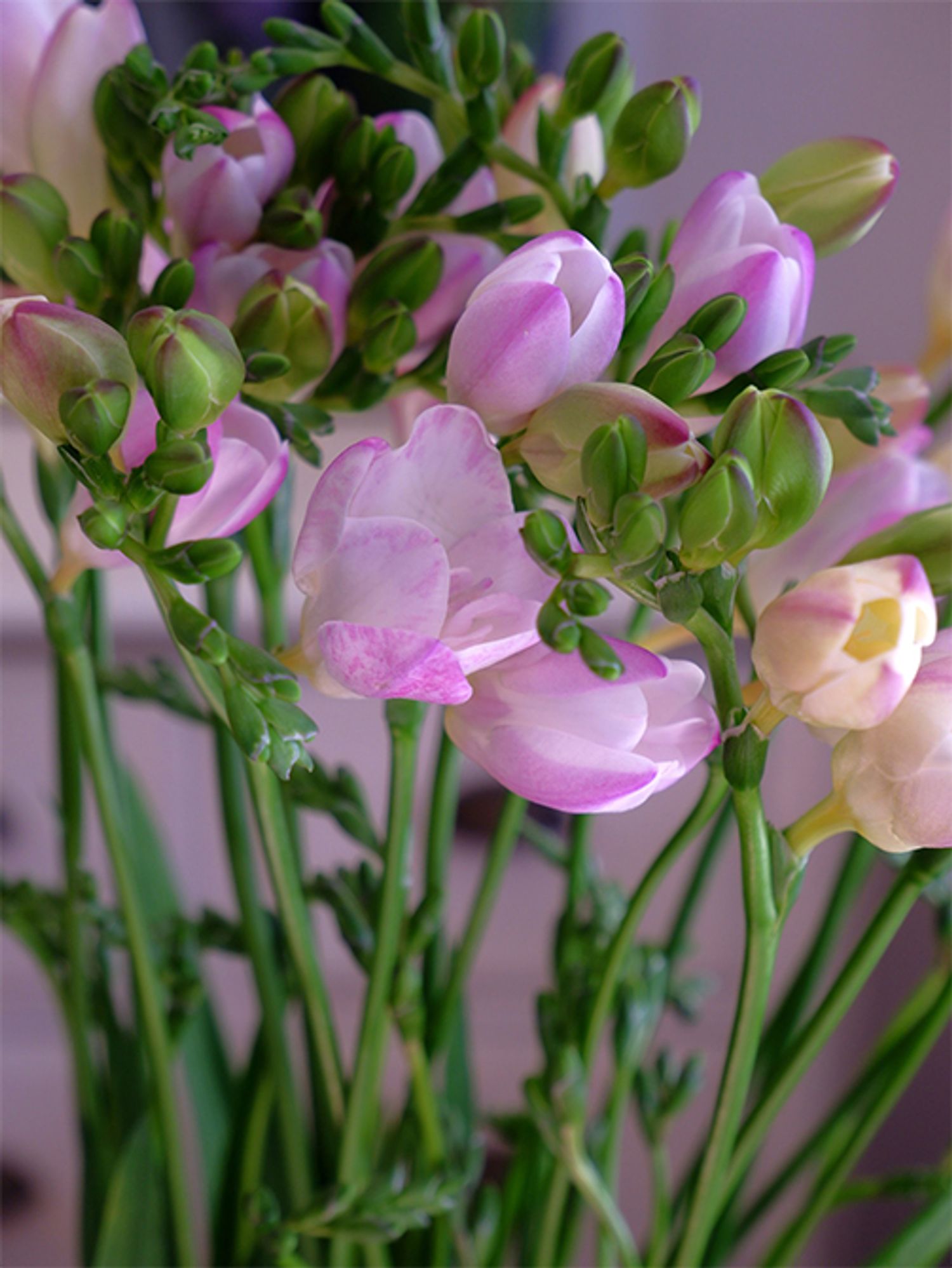 石川県の「JA加賀」から届いたとても香りのよいフリージア‘エアリーフローラ’シリーズにはこんなに上品なピンクがあります。品種名は‘エアリーピーチ’。甘く優雅な香りも一緒に贈れます。