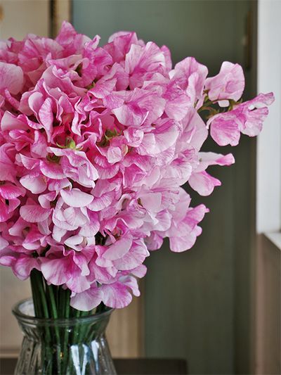 こちらは広島県呉市で生産された染めのスイートピーの‘マーブルピンク’。スイートピーには自然色のほか。染めにも魅力的なピンクがたくさんあります。マゼンタ(明るく鮮やかな赤紫)に近い濃淡ピンクが少し大人っぽい印象です。