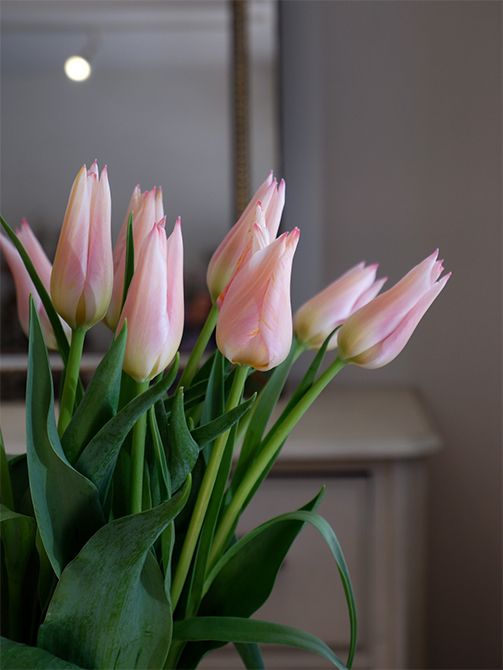 淡いピンクを刷毛でごく軽く滑らせたような美しい花色。ユリ咲きチューリップ‘バラードレディ’です。花が開いてくると内側の少し濃いピンクが見え、それがまたかわいらしい！