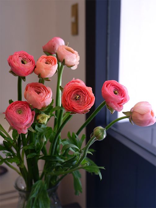 愛媛県今治市の「フェリーチェ」さんから届いたラナンキュラス‘サルモネ’。以前からある品種ですが、このふくよかな花形、甘いサーモンピンクの詩串異濃淡がとても好きでよく利用しています。