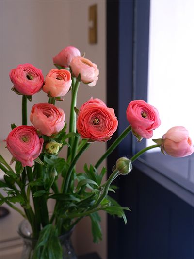 愛媛県今治市の「フェリーチェ」さんから届いたラナンキュラス‘サルモネ’。以前からある品種ですが、このふくよかな花形、甘いサーモンピンクの詩串異濃淡がとても好きでよく利用しています。