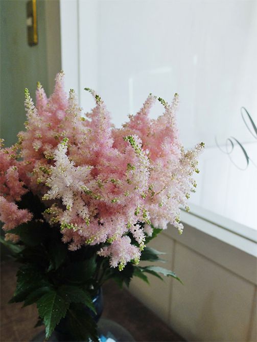 信州の「JAながのみゆき」から届いたアスチルベ‘ライトピンク’。ブール系など魅力的な染めのアスチルベが多い中、この淡くてかわいらしいピンクは自然色なのです。小さな穂状が贈り花に動きをつけるのにとても効果的で、お気に入りの花の一つ。