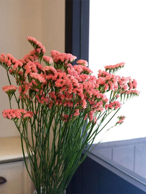 和歌山の花農家、宮本一輝さん生産のスターチス‘トレモロフレア’。花名に店名のトレモロが!偶然とはいえ、これはもう買うしかありません。少しアプリコット色がかった甘いピンクがとても魅力的。まさしく私好みのピンクです。