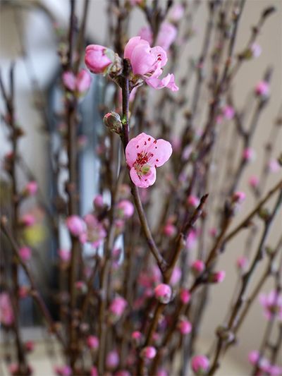 「まんでがん咲きます！」がキャッチフレーズの香川県のハナモモ‘さきがけ’。讃岐の方言で「全部咲く」という意味で、フローラルフォームに挿したあとでも、蕾まできっちり咲きます。