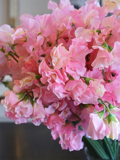 宮崎県「JA尾鈴」のスイートピー‘たきひめ’。愛らしいピンクのグラデーションを見たら、誰の顔にも笑みが浮かびそう。春色にふさわしい華やかさもあります。