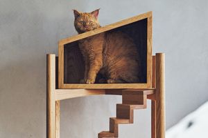 猫と暮らす空間をおしゃれに！ 愛猫家注目のブランドから、国産ナラ材のキャットツリーハウスが登場