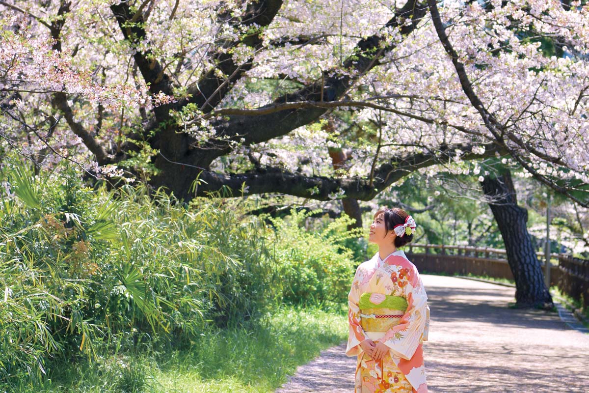 学び舎の桜を訪ねて──卒業生が願いを込めて植えた上智大学の桜