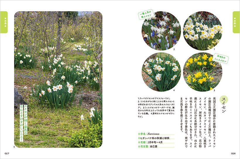 早春の章「スイセン」の中面ページ。