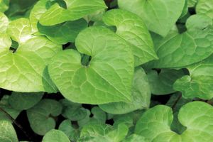 【季節の香りを聞く】志野袋「葵」