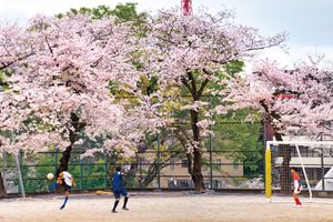 学び舎の桜を訪ねて──麻布中学校・高等学校　自由な校風のもと花開く都会の桜と子どもたち