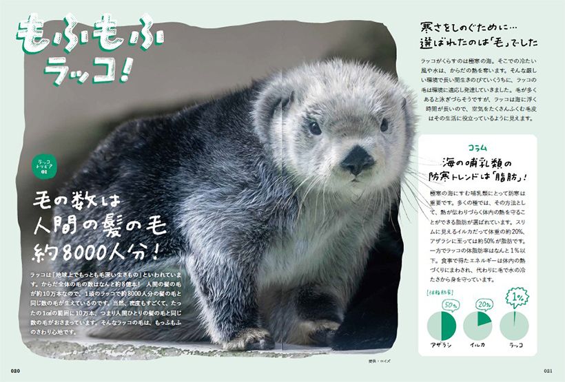 『おいでよ！ラッコ沼への招待状』より。
