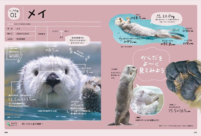 『おいでよ！ラッコ沼への招待状』より。