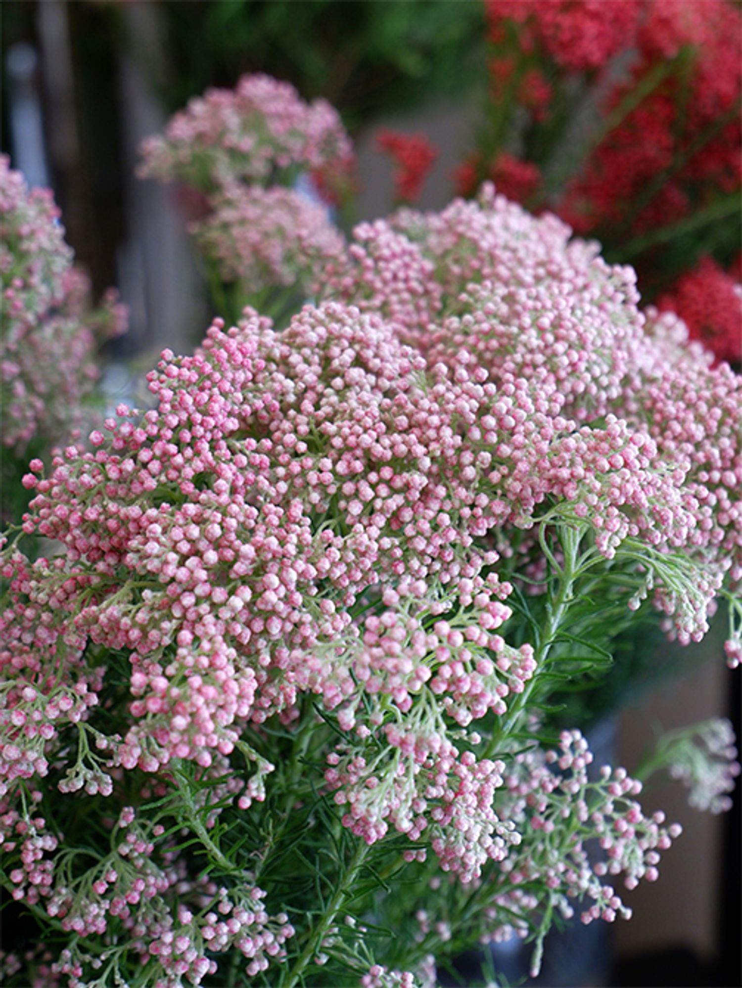 ごく淡いピンクがかわいらしいライスフラワー‘ピンク’は、どんな花色とも合わせやすい！時間が経過すると蕾がほころんで白い花が咲いてきます。