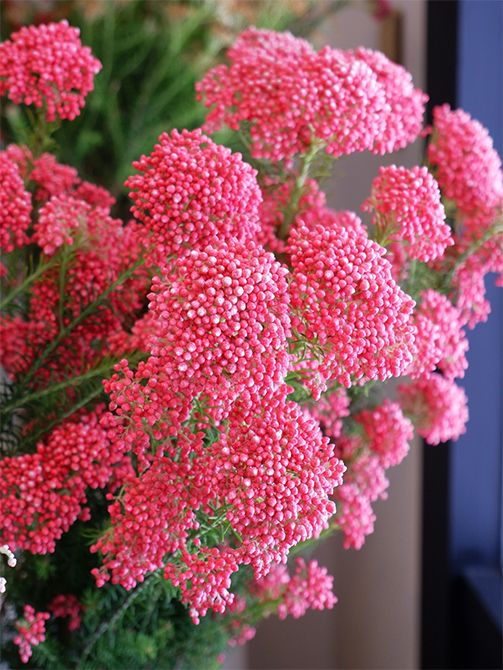 濃いピンクの‘マゼンタ’より赤みが強い‘レッド’。伴右衛門さん以外では生産されていない花色です。