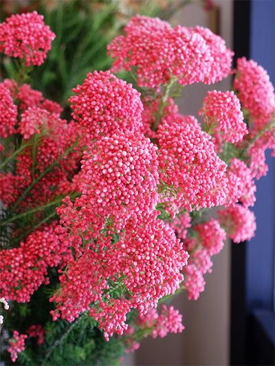 濃いピンクの‘マゼンタ’より赤みが強い‘レッド’。伴右衛門さん以外では生産されていない花色です。