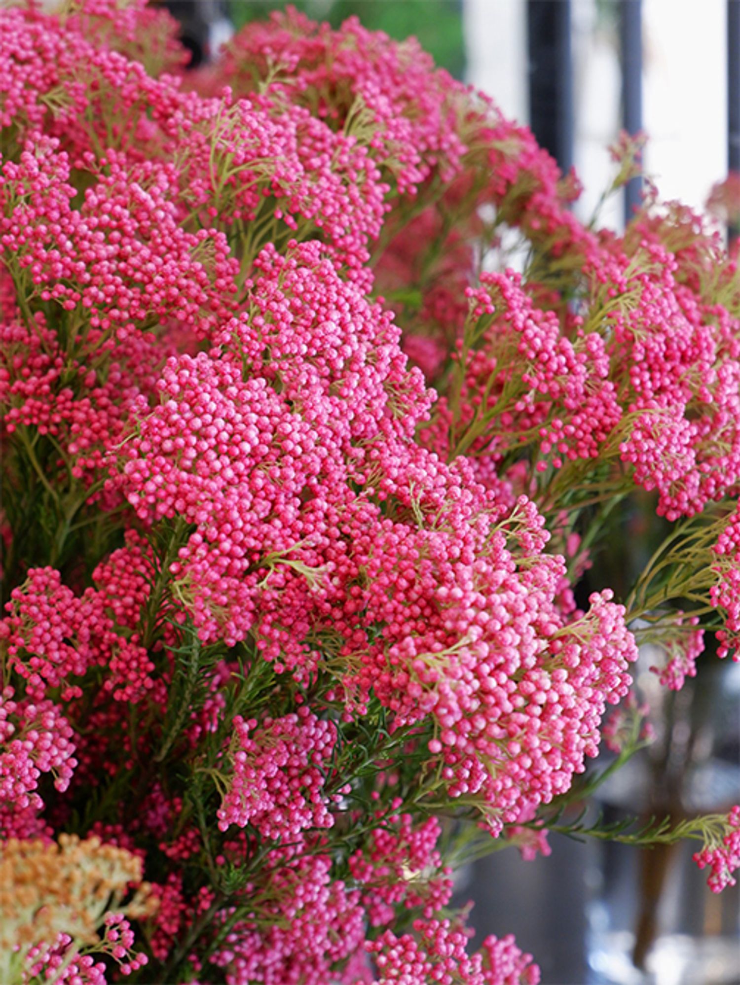 明るく鮮やかなピンク色＝マゼンタのライスフラワーです。少し加えるだけで華やかさを演出できます。