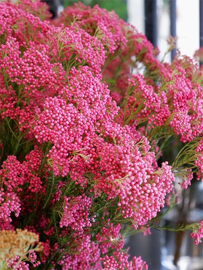 明るく鮮やかなピンク色＝マゼンタのライスフラワーです。少し加えるだけで華やかさを演出できます。