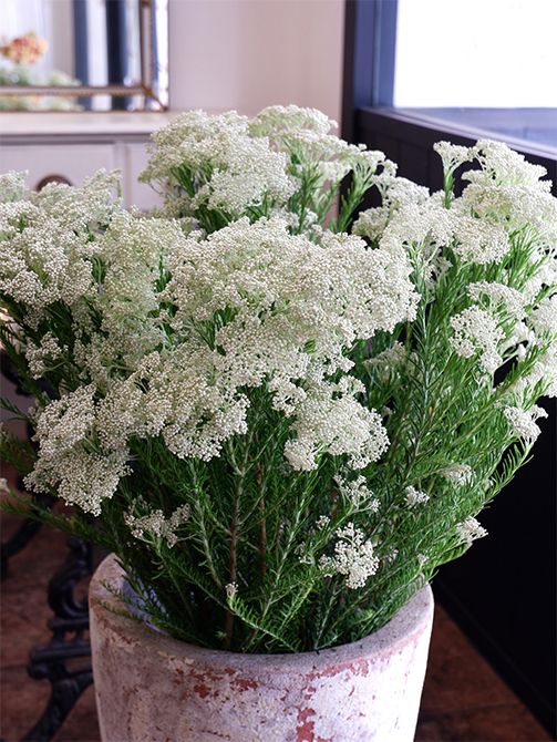 伴右衛門さんでは白いライスフラワーも生産しています。清楚で繊細な草姿も魅力的です。