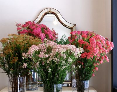 「株式会社伴右衛門」が生産するライスフラワー。右手前＝レッド、手前中央＝ピンク、左手前＝ゴールド、中央奥と右奥＝マゼンタ。輸入物と異なる繊細な草姿にもご注目を！